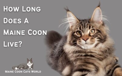 How Long does a Maine Coon Live?