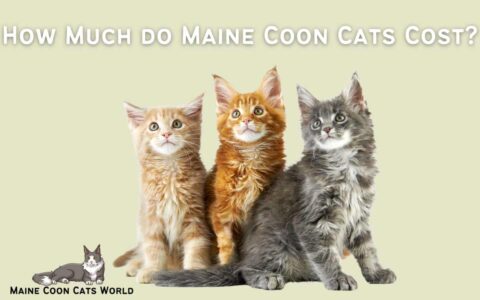 Maine Coon Cat Price - How Much do Maine Coon Kittens Cost? (2024)