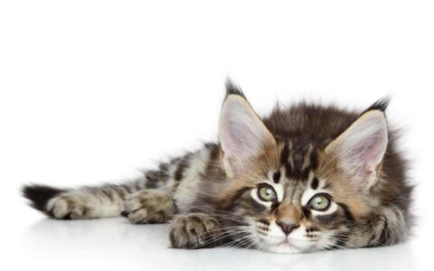 Maine Coon Cat Price - How Much do Maine Coon Kittens Cost? (2024)