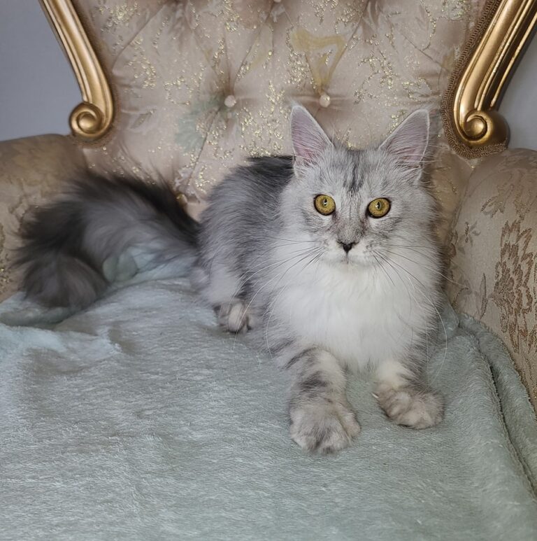 314494848 642943744200606 7566132717417722051 n 768x773