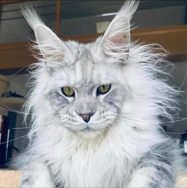 307279432 500279025439190 8394913446221338973 n 768x770