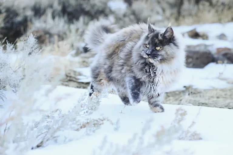 3b646f ecd46a7fa983 mv2 768x514