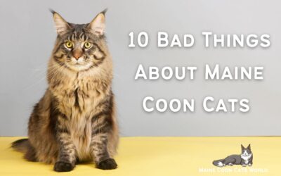 10 Bad Things About Maine Coons