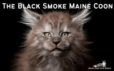 Everything you need to know about the Black Smoke Maine Coon Cat