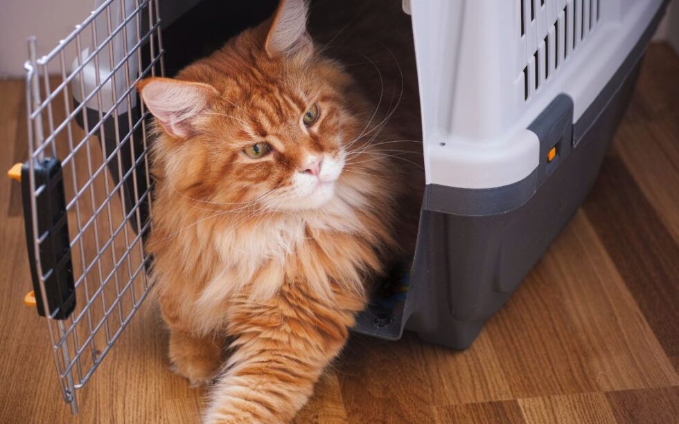 MAINE COON ADOPTABLE visual data 3