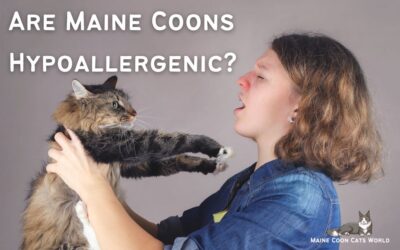 Is the Maine Coon Hypoallergenic?