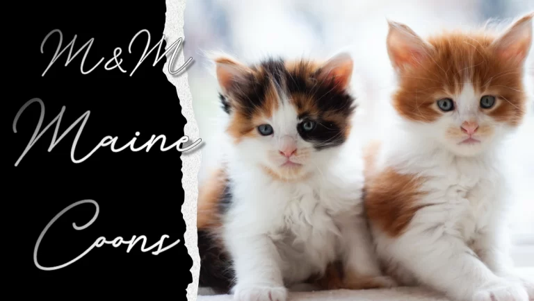 Screen Shot 2022 08 07 at 1 47 33 PM 768x434