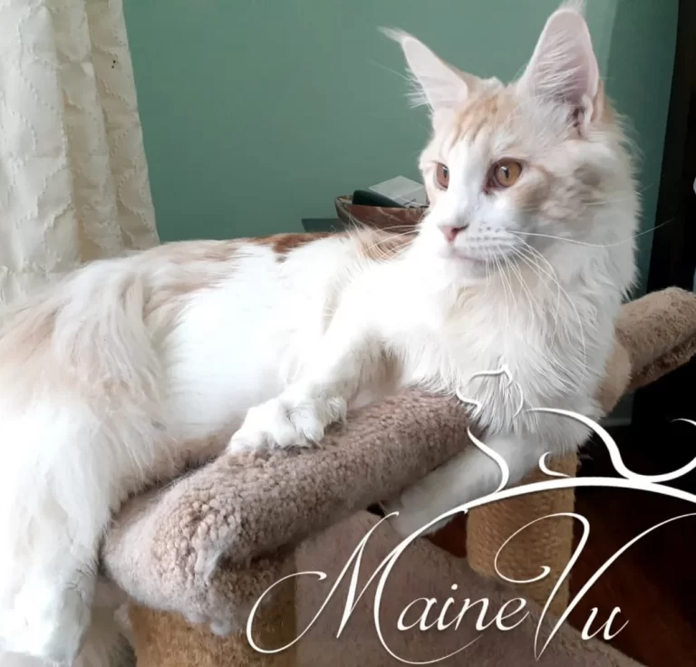 rsw 1043h 1000cg true 768x736