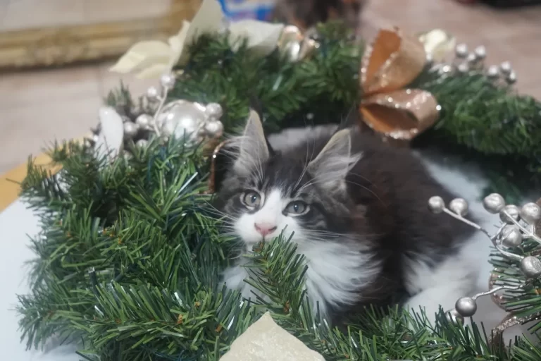 rsw 1280h 854 768x512