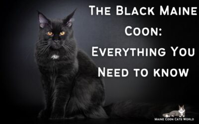Black Maine Coon