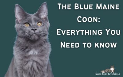 Blue Maine Coon: A Comprehensive Guide