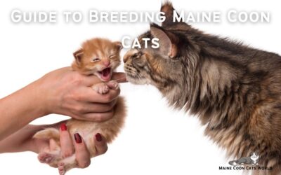 Breeding Maine Coon Cats: Key Considerations for Responsible Breeders