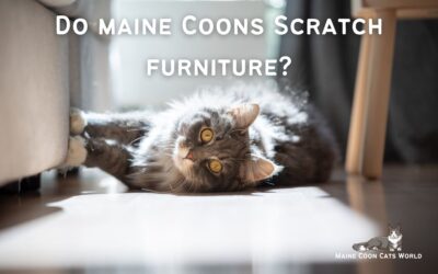 Do Maine Coon Cats Scratch Furniture?
