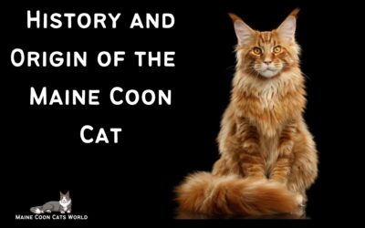 Maine Coon Origin: A Brief History of America’s Native Cat Breed