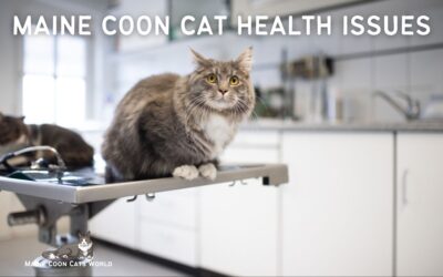 Maine Coon Health Issues: Common Problems and Prevention Tips