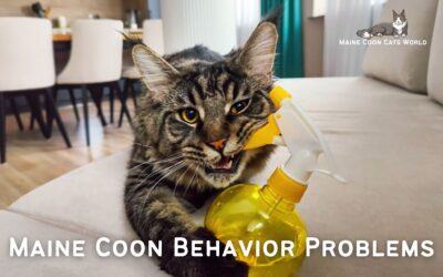 Maine Coon Behavior Problems: Understanding and Addressing Them
