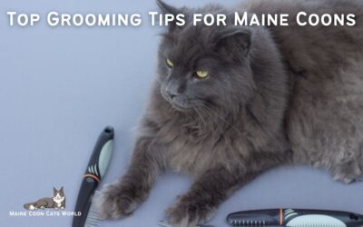 Maine Coon Grooming: Tips and Tricks for a Beautiful Coat