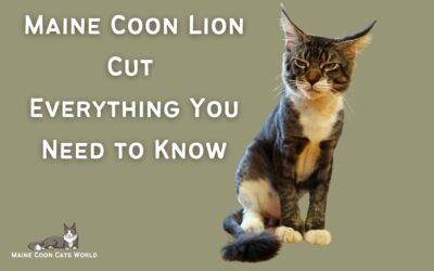 Maine Coon Lion Cut