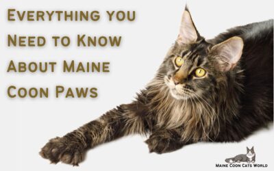 Maine Coon Paws
