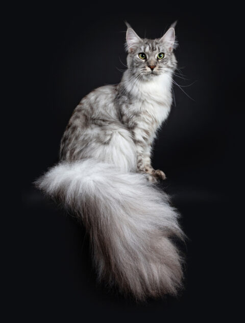 Maine Coon Colors And Patterns A Guide To The Different Coat Varieties 