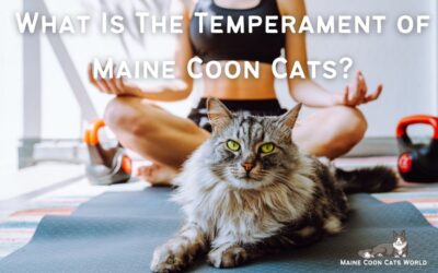 What is the Temperament of a Maine Coon?