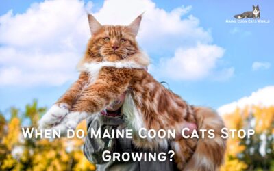 When do Maine Coon Cats Stop Growing?