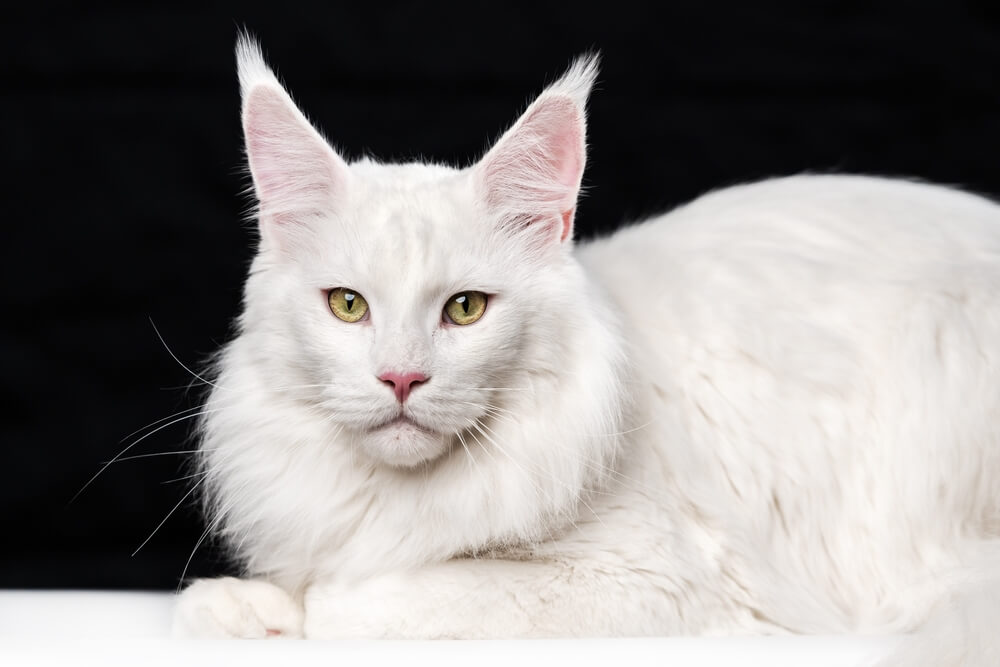 White Maine Coon Cats Majestic And Friendly Giants Breed Info White Maine Coon Cats Majestic And Friendly Giants Breed Info