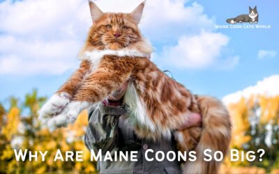 Why Are Maine Coons So Big?