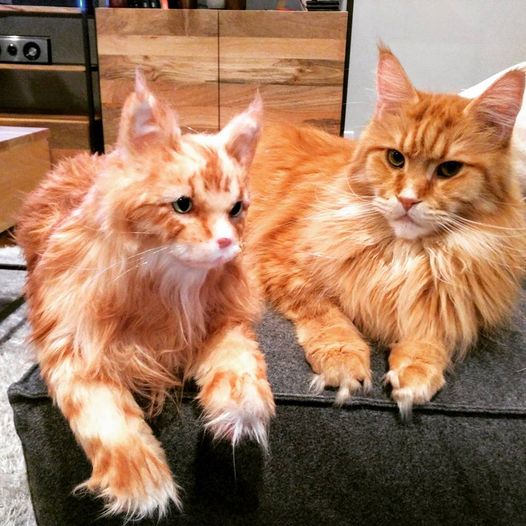 Cuddle Clones: Custom Stuffed Animals of Your Pet