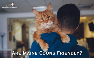 Are Maine Coons Friendly?