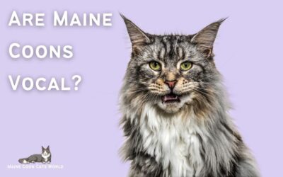 Are Maine Coons Vocal?