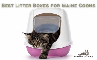 Best Litter Boxes for Maine Coon Cats
