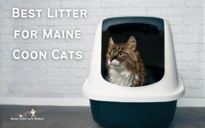 Best Litter for Maine Coon Cats