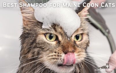 Best Shampoo for Maine Coon Cats
