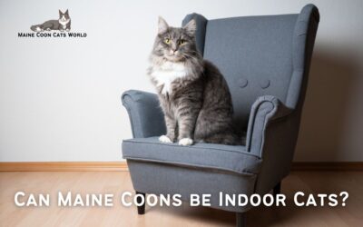 Can Maine Coons Be Indoor Cats?