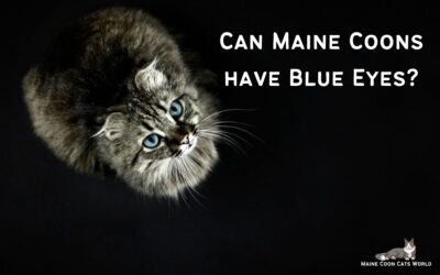 Can Maine Coons Have Blue Eyes?