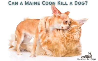 Can a Maine Coon Kill a Dog?