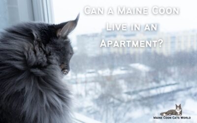 Can Maine Coons Live in Apartments?