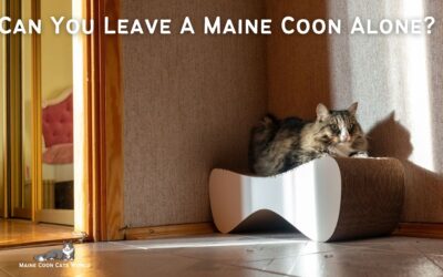 Can You Leave a Maine Coon Alone?