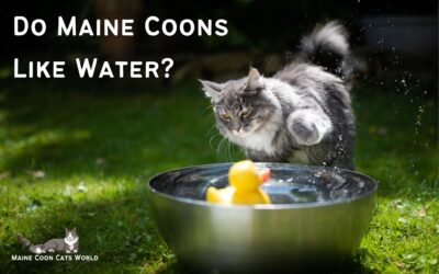 Do Maine Coons Like Water?
