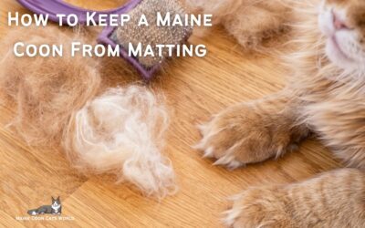 How to Prevent Maine Coon Matting: Tips and Tricks