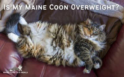 Is My Maine Coon Overweight?