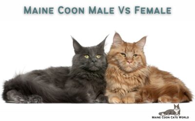 Maine Coon Male vs Female