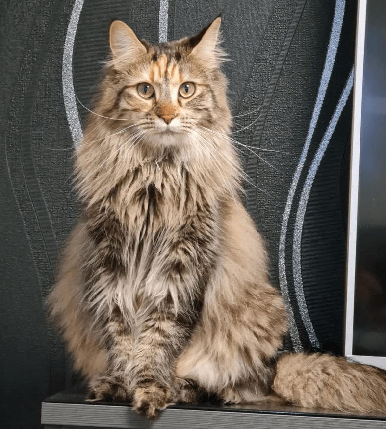 Maine Coon Siberian Mix A Guide To This Hybrid Cat Breed
