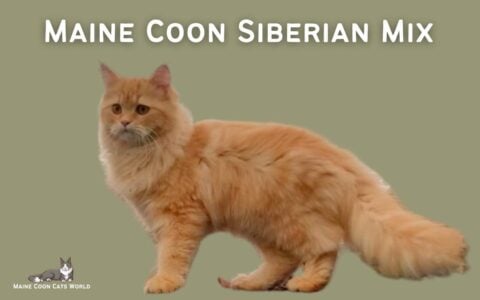 Maine Coon Siberian Mix A Guide To This Hybrid Cat Breed maine-coon-siberian-mix-a-guide-to-this-hybrid-cat-breed