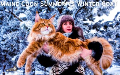 Maine Coon Summer Vs Winter Coat