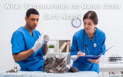 What Vaccinations Do Maine Coon Cats Need?
