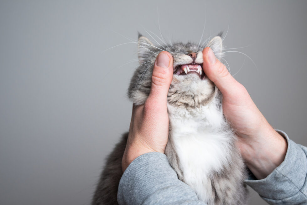 Maine Coon Dental Issues: Causes, Prevention, and Treatment