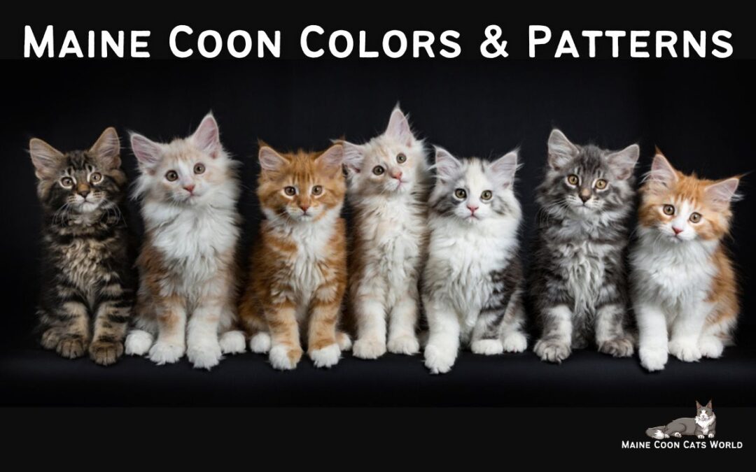 Maine Coon Types Archives Maine Coon Cats World Maine Coon Types Archives Maine Coon Cats World