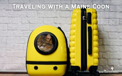 Traveling with a Maine Coon: What You Need to Know